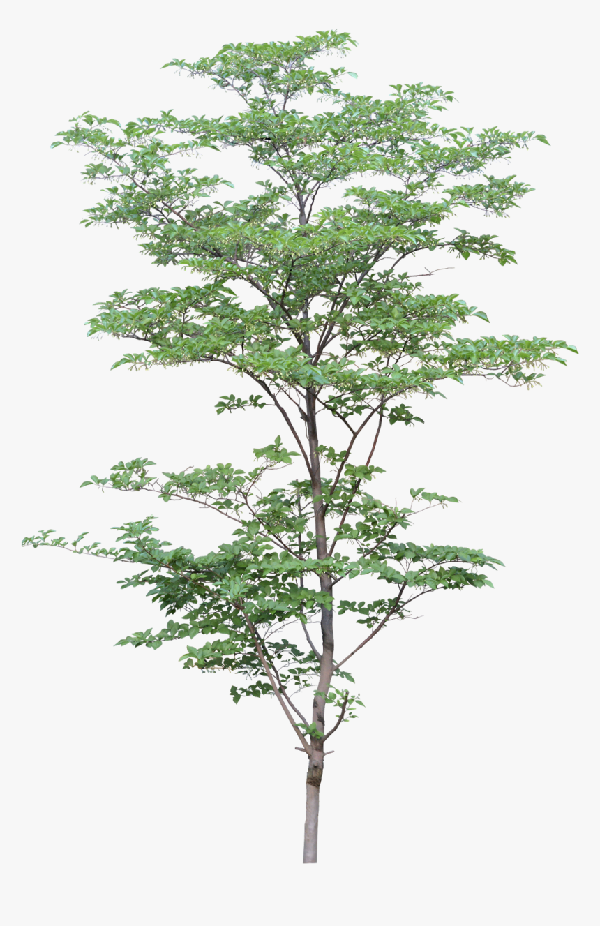 Architecture Tree Drawing Png, Transparent Png, Free Download