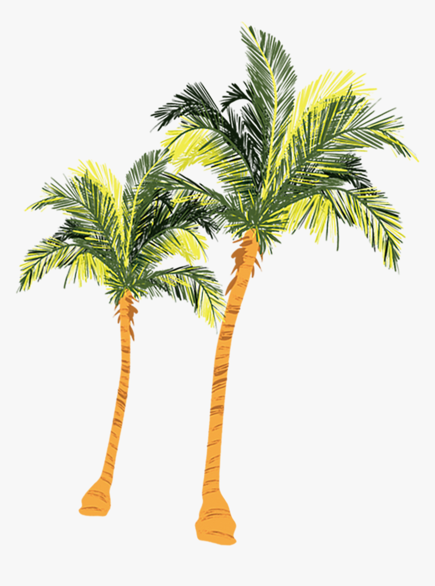 Palma De Coco Png - Desert Palm, Transparent Png, Free Download
