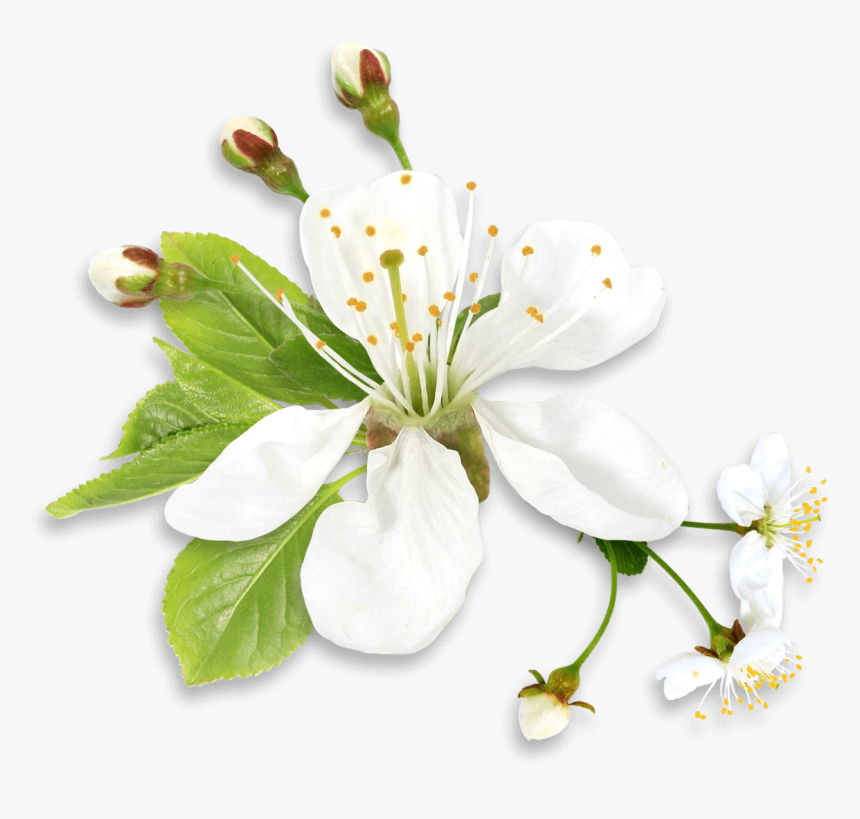 White Flower Png, Transparent Png, Free Download