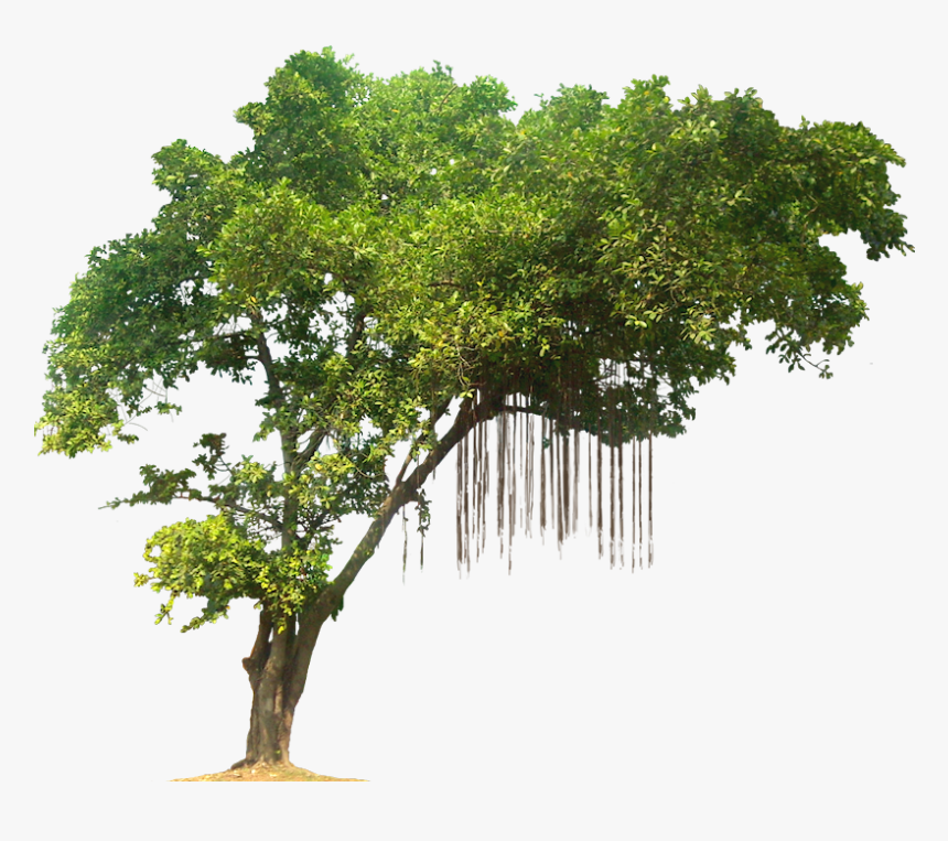Png Banyan Tree Free - Banyan Tree Png, Transparent Png, Free Download