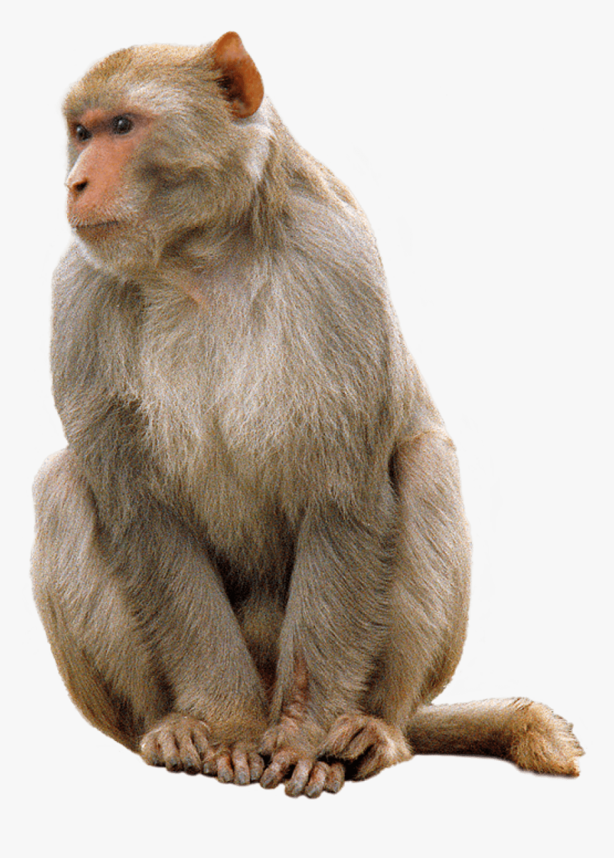 Monkey Sitting Clip Arts - Monkey Png, Transparent Png, Free Download