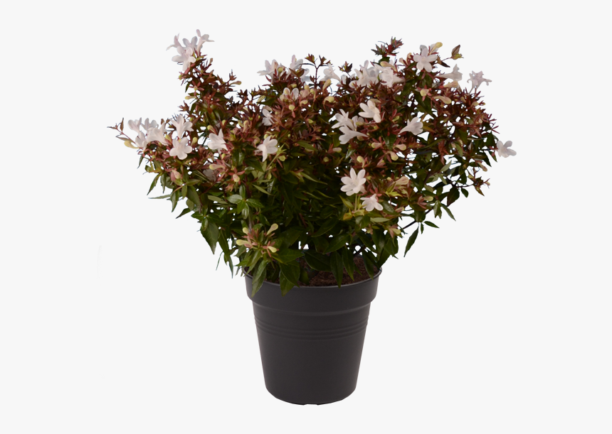 Abelia Png, Transparent Png, Free Download