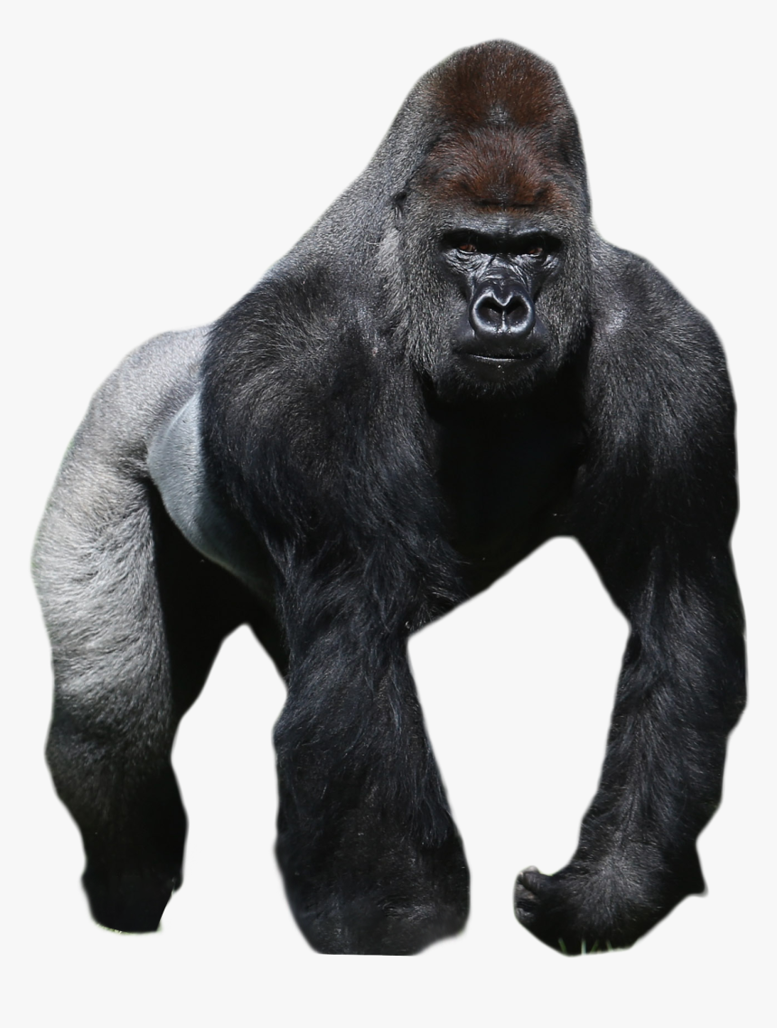 Gorilla Png Image - Gorilla On A White Background, Transparent Png, Free Download