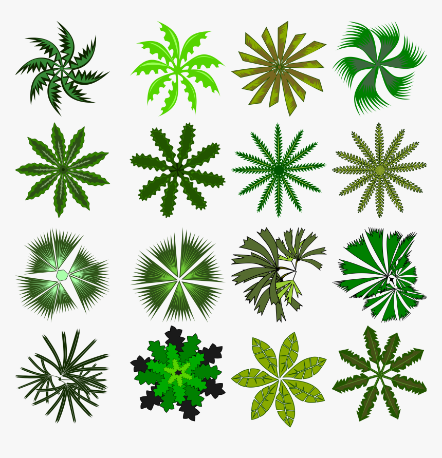 Tree Top Png Awesome - Small Plants Png Top View, Transparent Png, Free Download