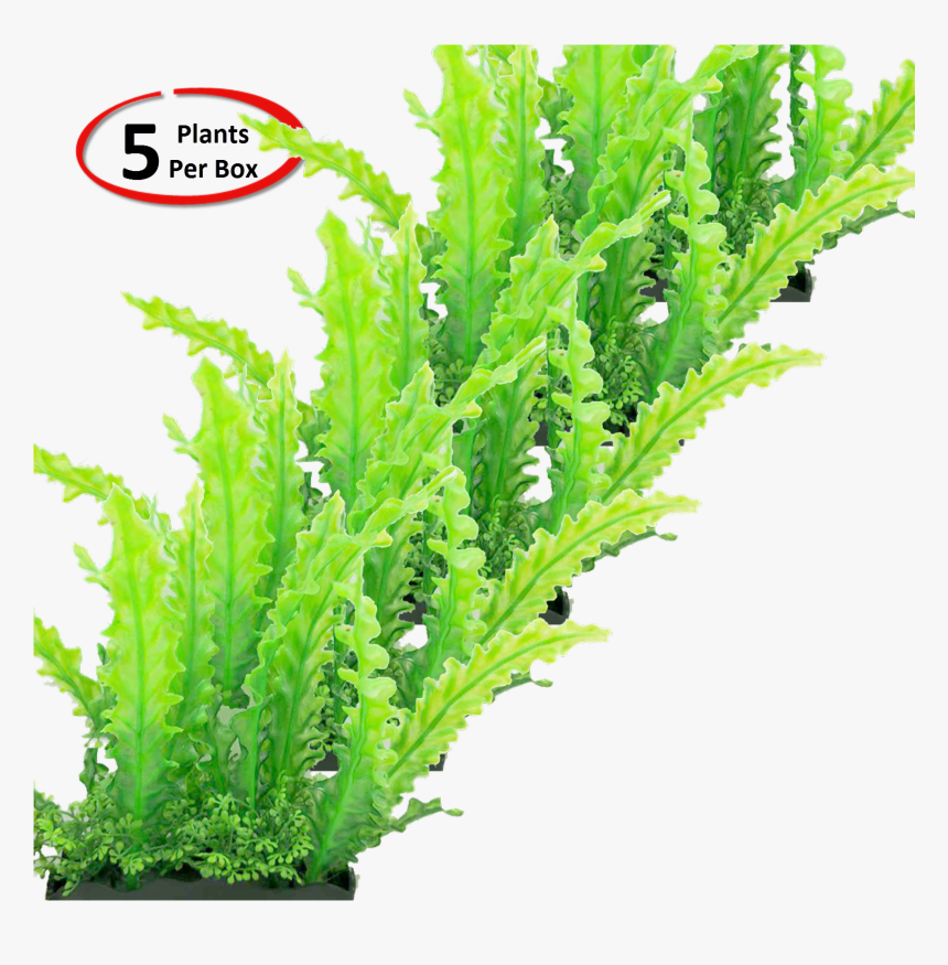 Transparent Aquarium Plants Clipart - Grass, HD Png Download, Free Download