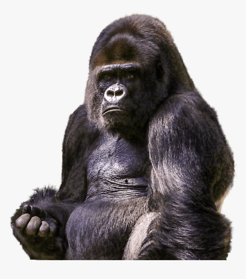 Gorilla Sitting - Transparent Gorilla Png, Png Download, Free Download