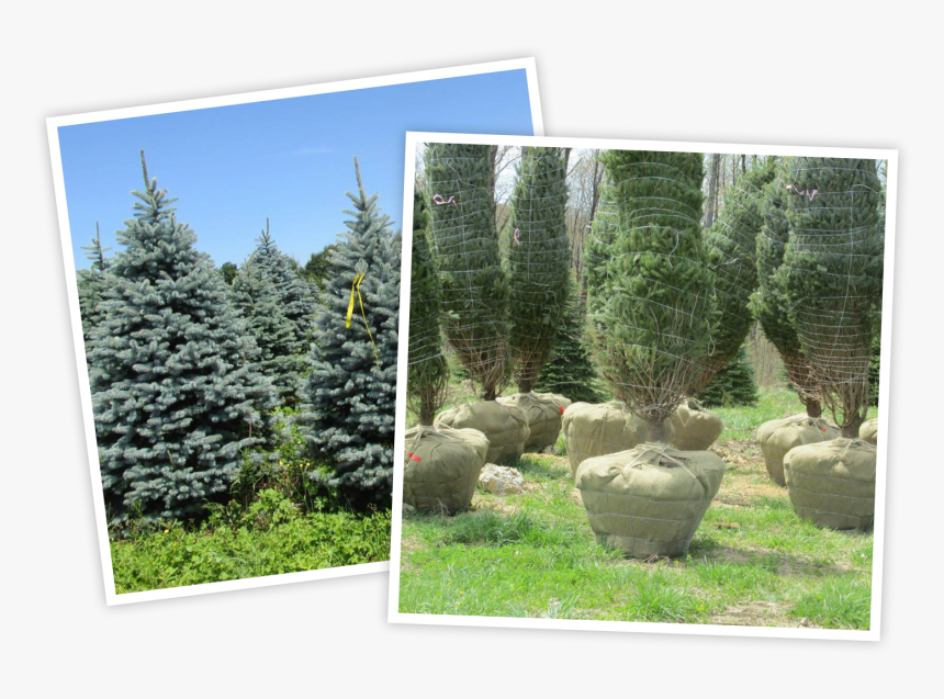 Colorado Spruce, HD Png Download, Free Download