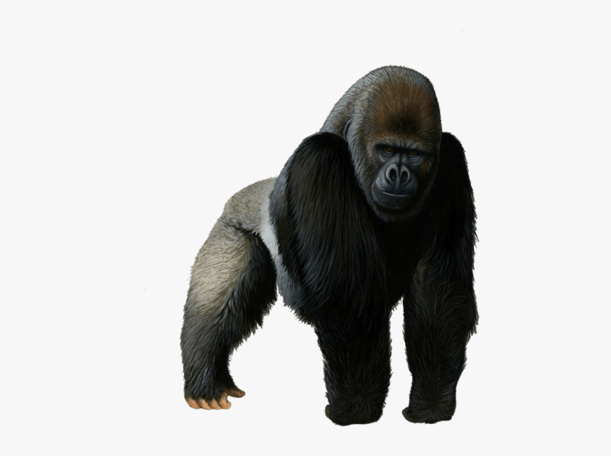 Free Png Gorilla Png Images Transparent - Gorilla Png Transparent, Png Download, Free Download
