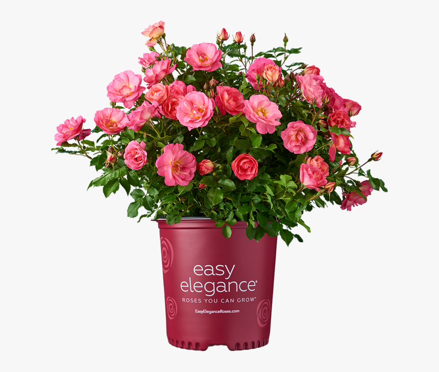 Easy Elegance Roses, HD Png Download, Free Download