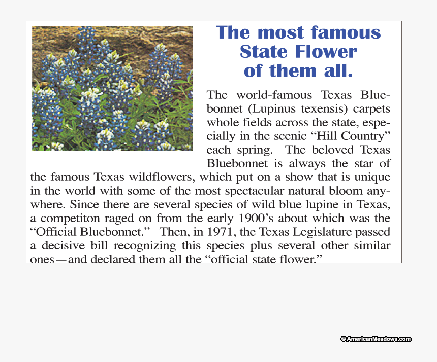 Texas Bluebonnet Texas Bluebonnet Spring Hillside Seed - Flower, HD Png Download, Free Download