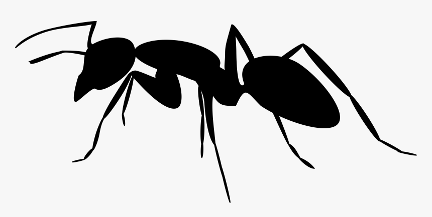 Transparent Hormiga Png - Ant Silhouette Png, Png Download, Free Download