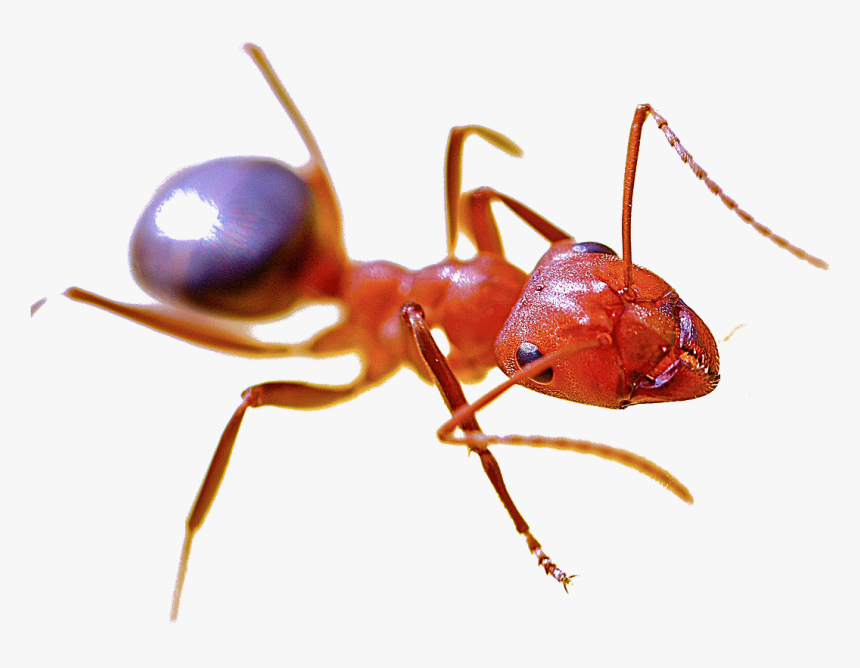 Fire Ant Png - Fire Ant, Transparent Png, Free Download