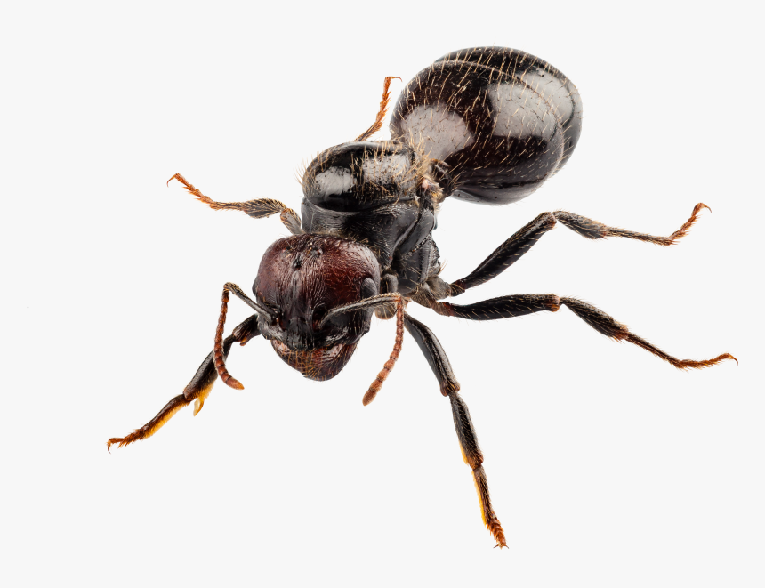 Big Ants South Africa, HD Png Download, Free Download