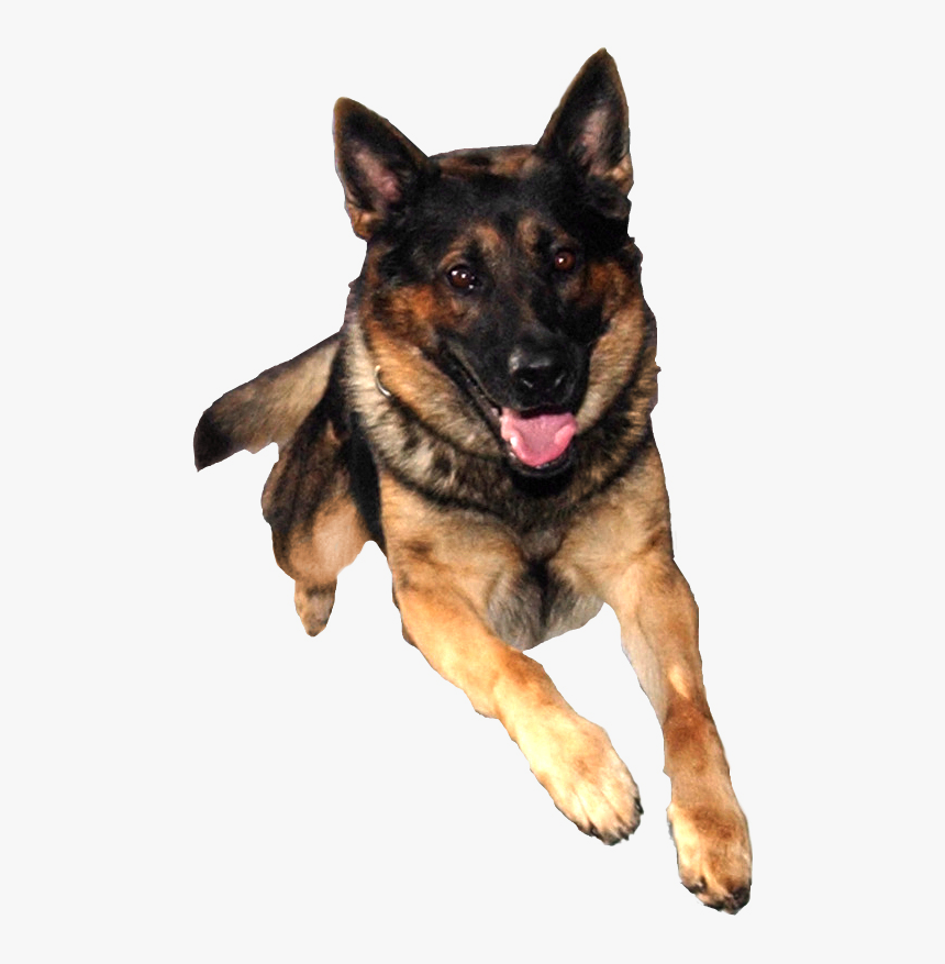 German Shepherd Png - German Shepherd No Background, Transparent Png, Free Download