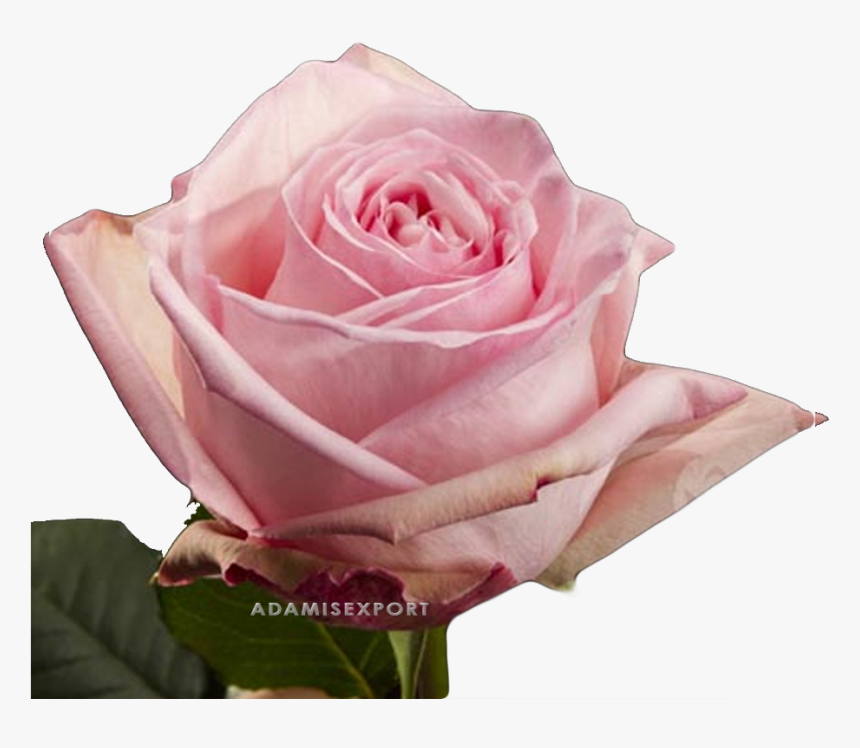 Novia Rose, HD Png Download, Free Download