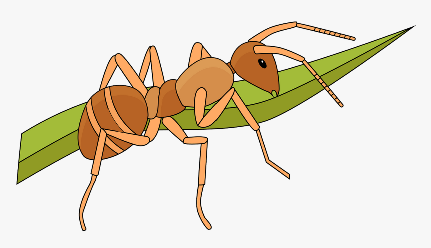 Ant, HD Png Download, Free Download