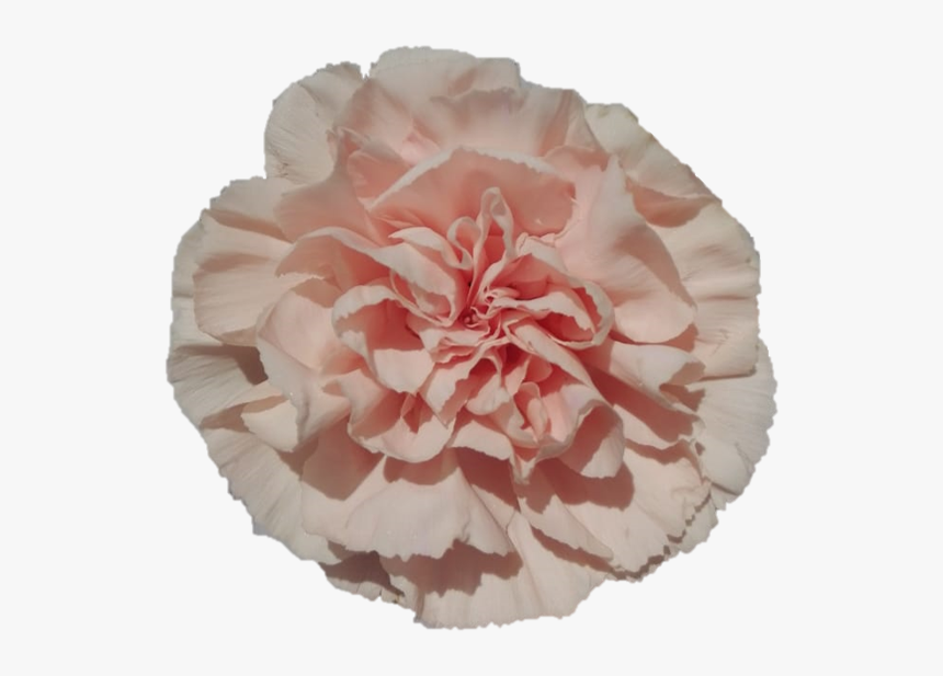 Novia 14ea20a22 F2c6 2fff C017 9e39f7dd0e99 - Carnation, HD Png Download, Free Download