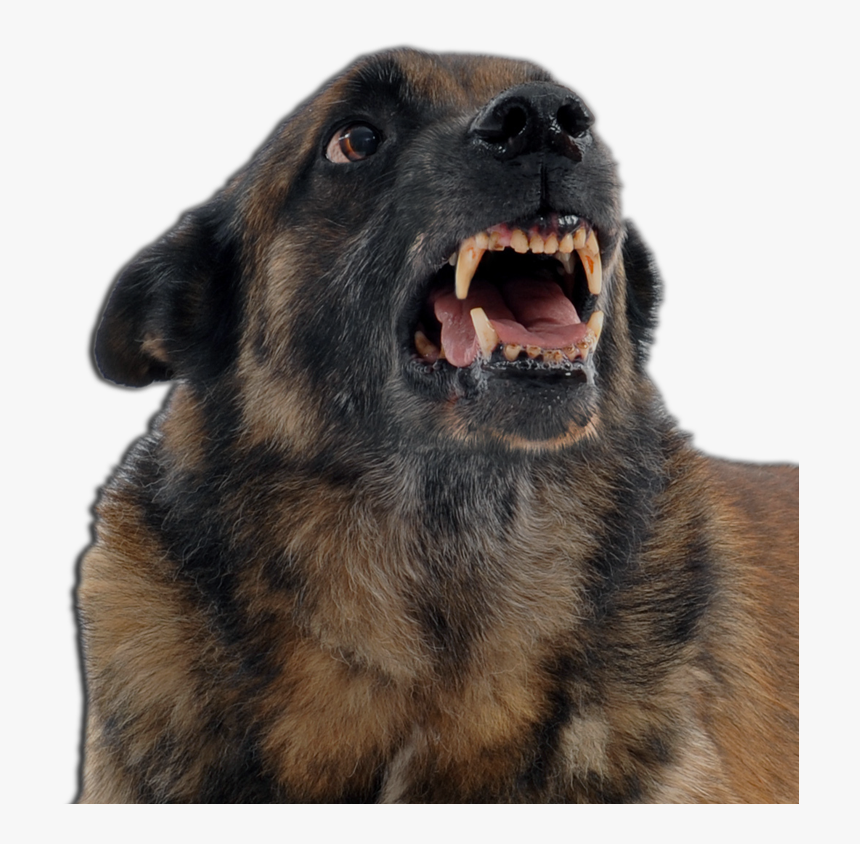 An Angry Dog - Transparent Png Angry Dog, Png Download, Free Download