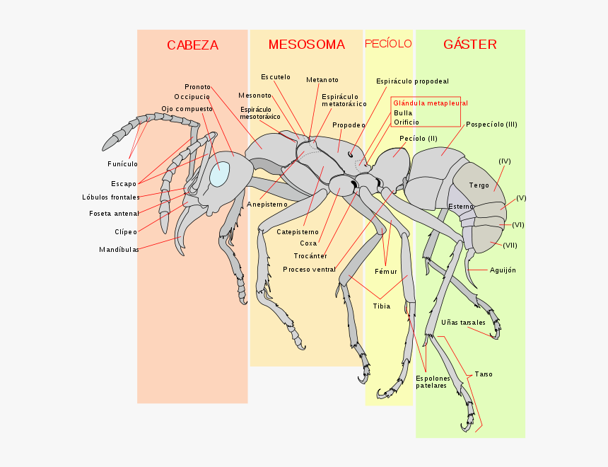 Red Imported Fire Ant Anatomy, HD Png Download, Free Download