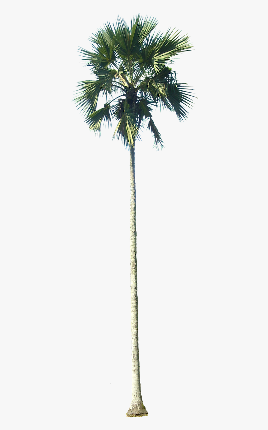 Tall Palm Tree Png, Transparent Png, Free Download