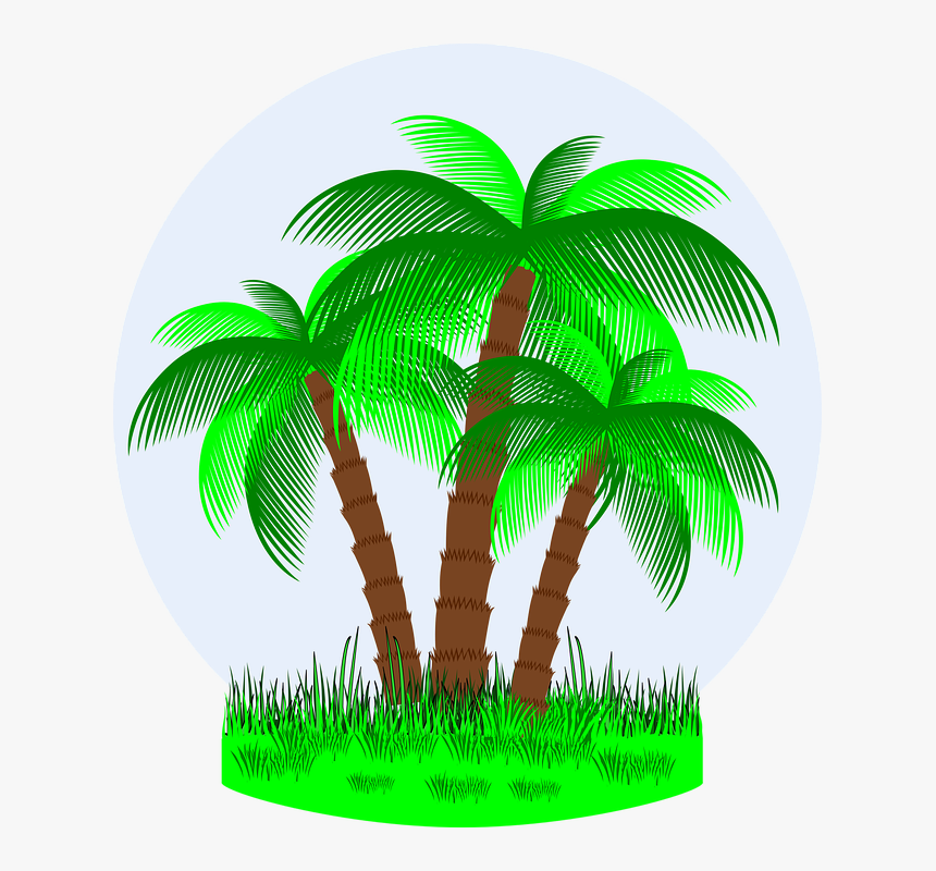 Vacaciones, Verano, Tropical, Palmera, Palmeras, Viajes - Attalea Speciosa, HD Png Download, Free Download