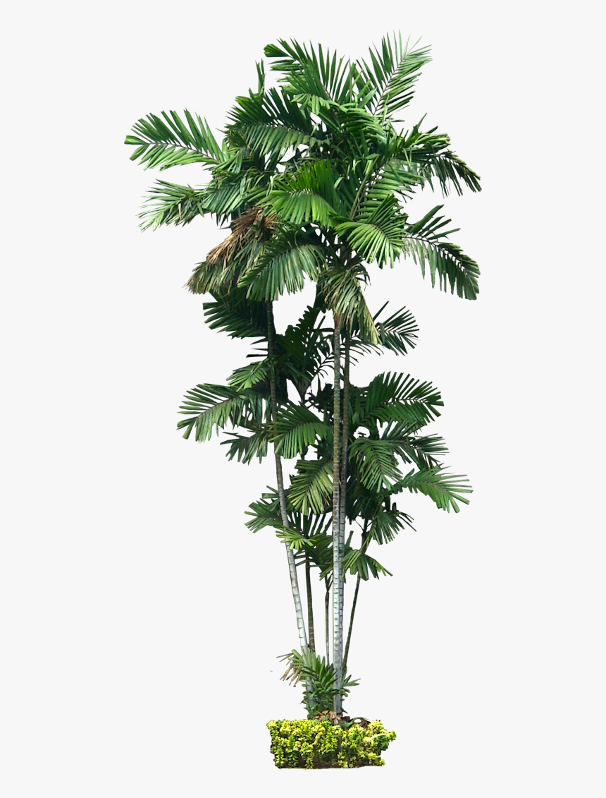 Tropical Plant Photoshop, HD Png Download, Free Download