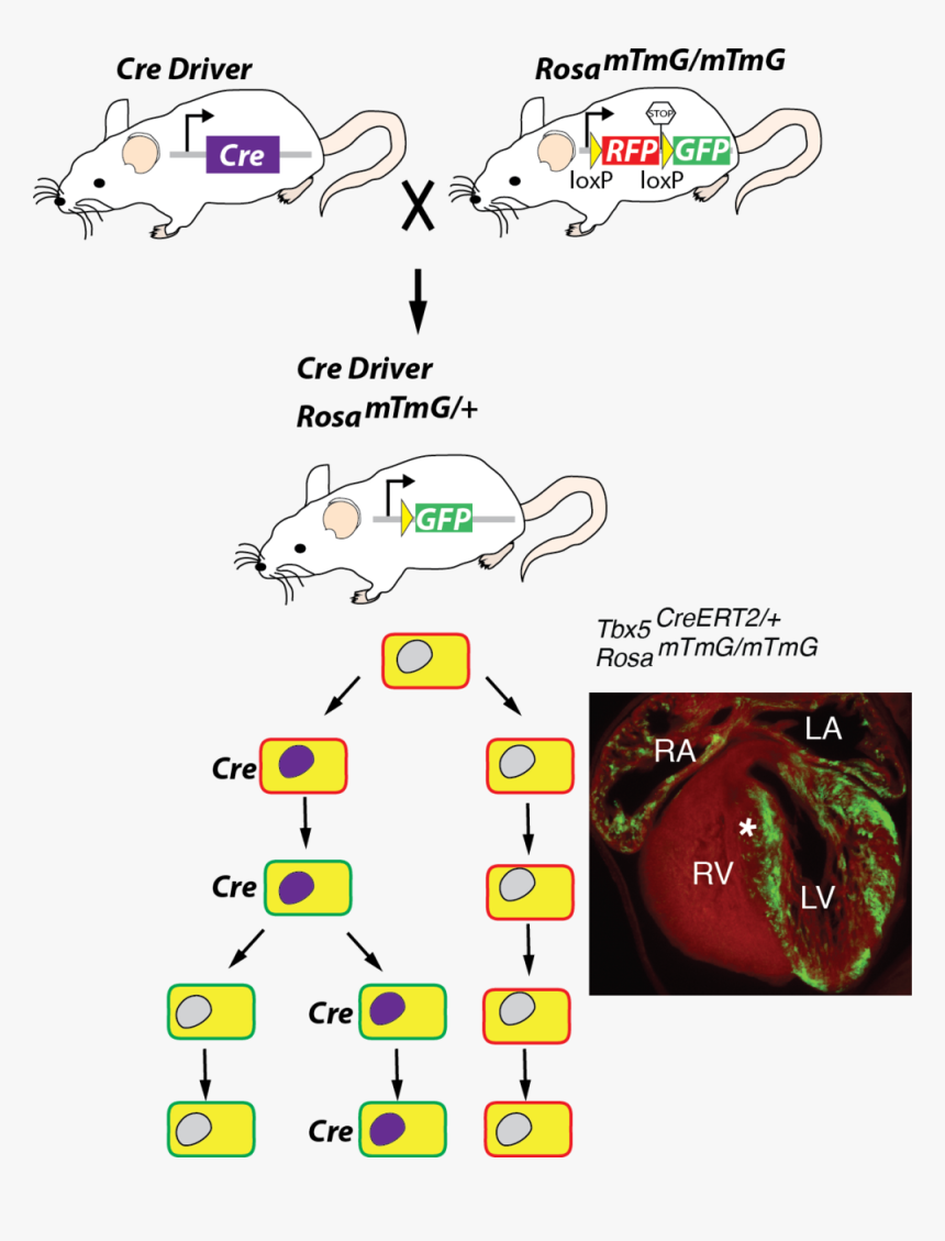 Cre Diagram - Rosa Lsl Yfp Reporter Mice, HD Png Download, Free Download