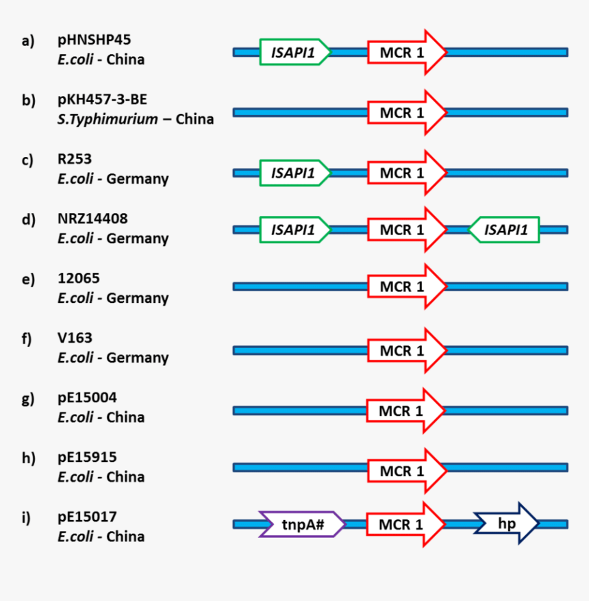 Polymyxin Breakpoint, HD Png Download, Free Download