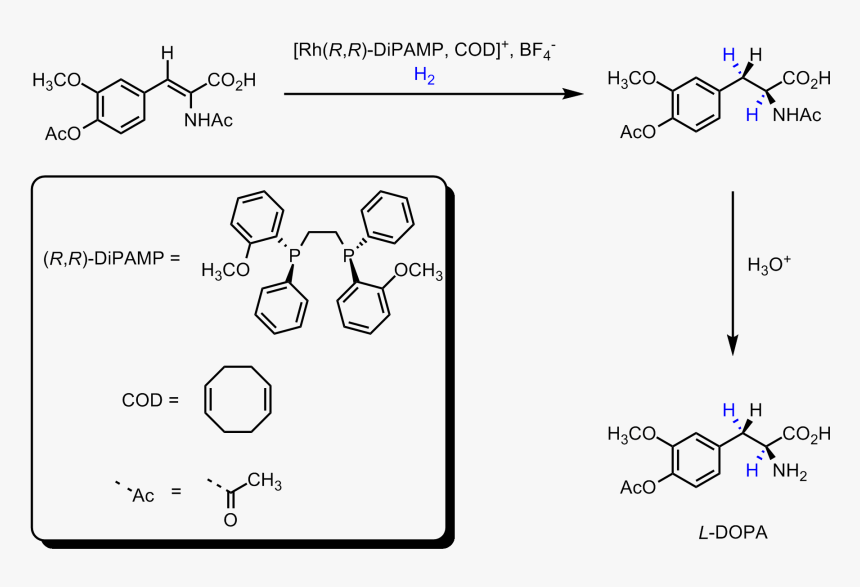 L-dopa Synthesis - Asymmetric Hydrogenation Of L Dopa, HD Png Download, Free Download