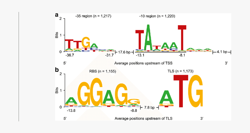 Translate Drawing Sites - Ribosome Binding Site Motif, HD Png Download, Free Download