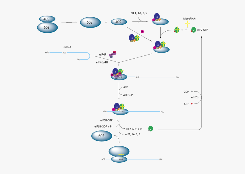 Anisomycin Protein Synthesis Inhibitor, HD Png Download, Free Download