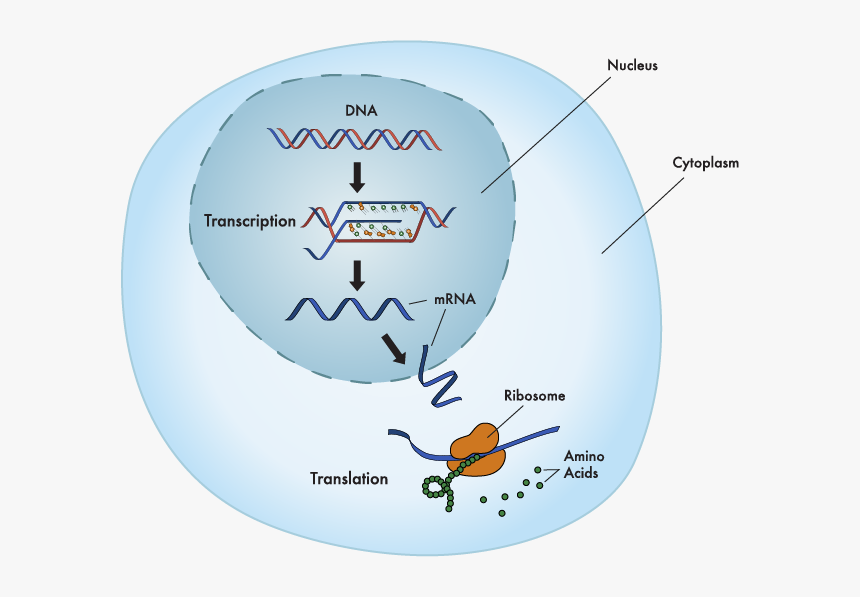 Protein Synthesis Nucleus, HD Png Download, Free Download