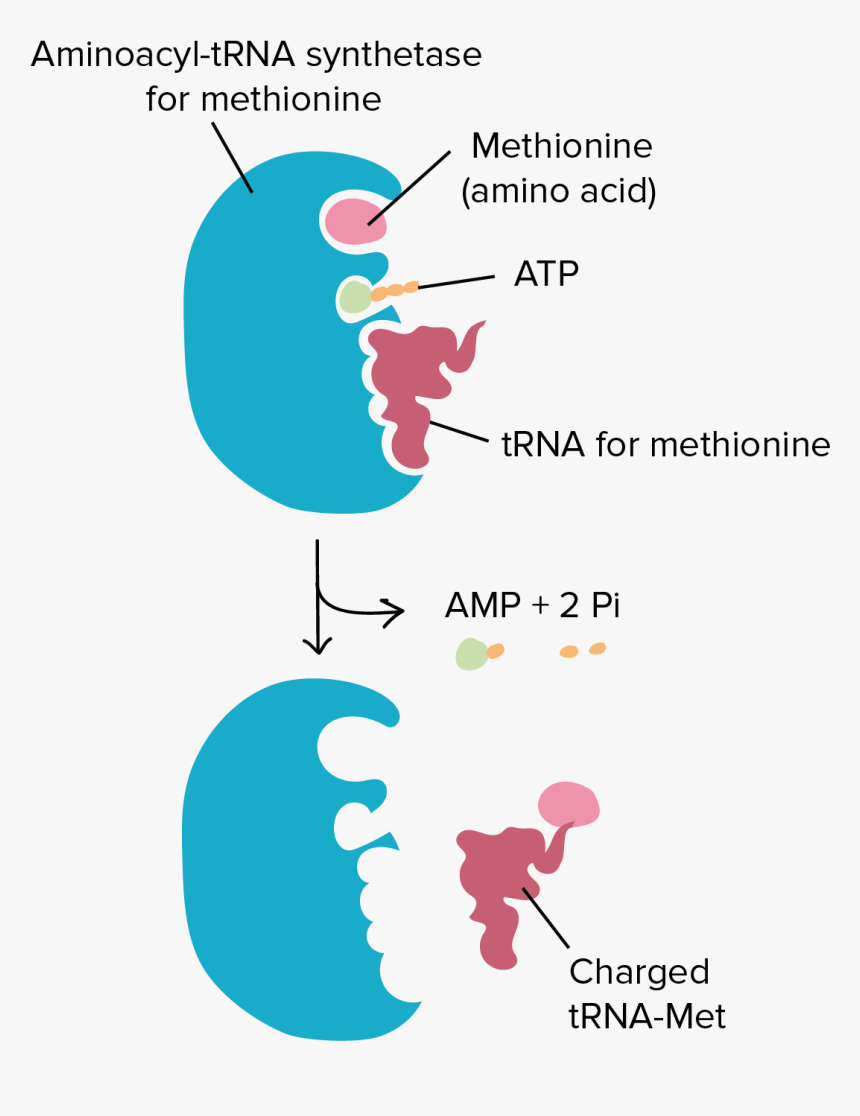 Aminoacyl Trna Synthetase, HD Png Download, Free Download