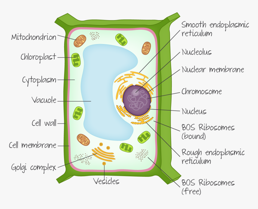 Plant Cell Ib Biology, HD Png Download, Free Download