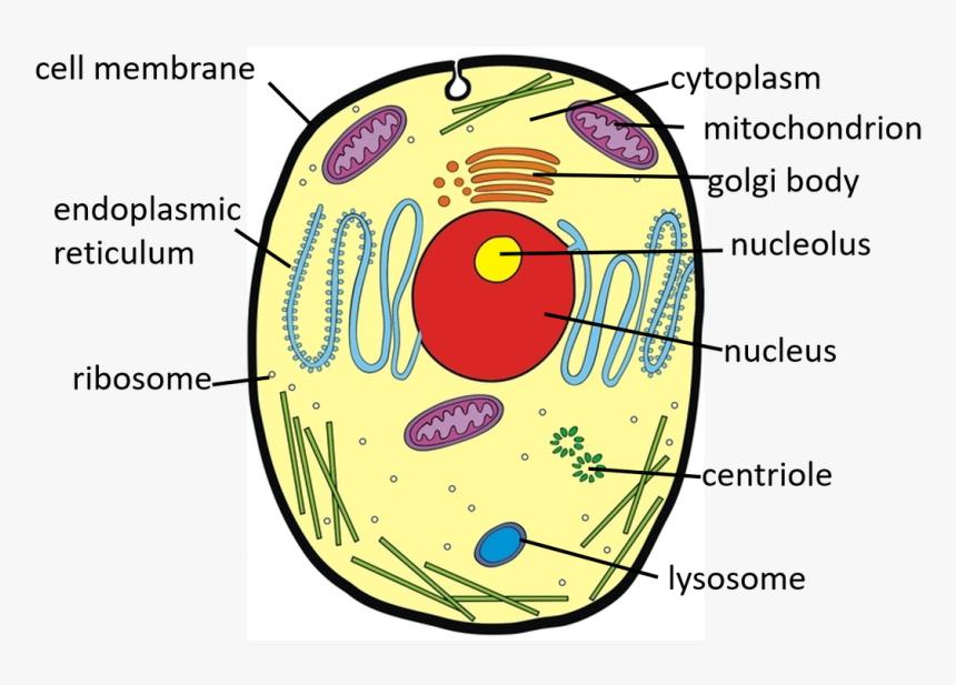 Picture - Class 9 Animal Cell And Plant Cell Diagram, HD Png Download -  kindpng