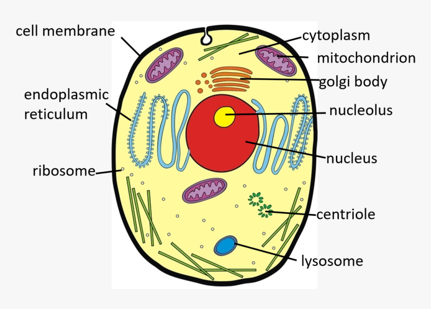 Picture - Class 9 Animal Cell And Plant Cell Diagram, HD Png Download, Free Download