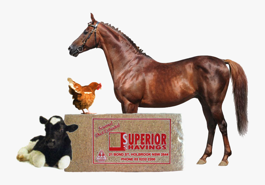 Horse, HD Png Download, Free Download