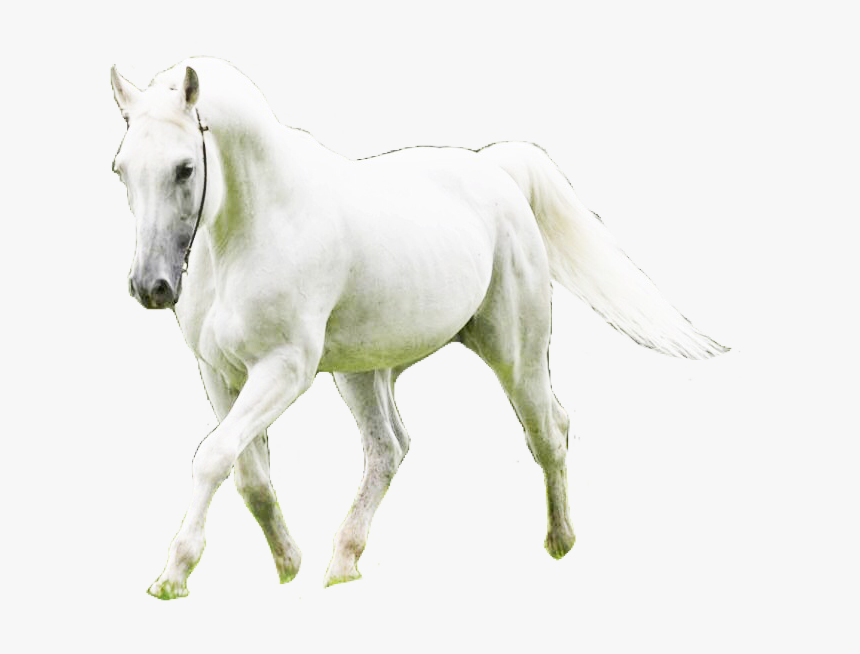 #horse #white #whitehorse #equestrian #aesthetic #cute - Stallion, HD Png Download, Free Download
