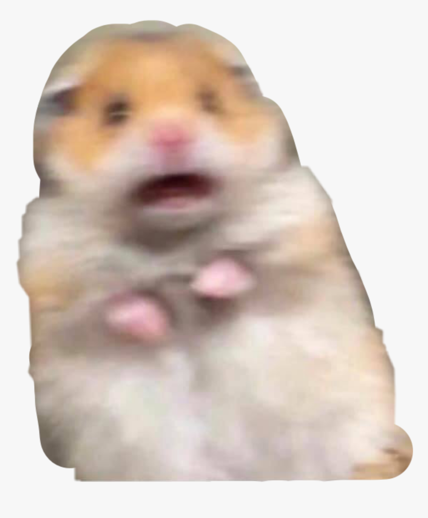 Hamster Meme Reaction Reactionmeme Freetoedit Hamster With Peace Sign Hd Png Download Kindpng