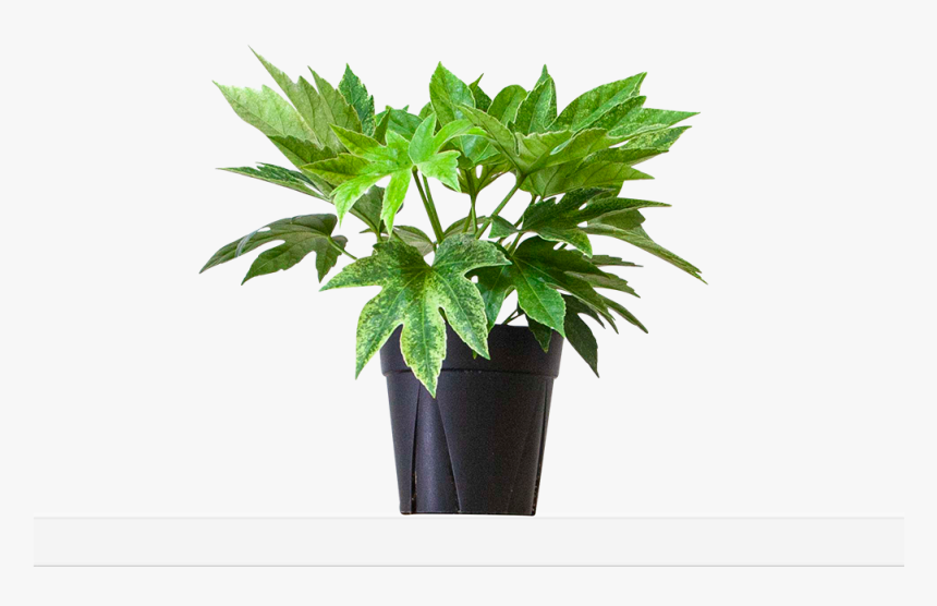 Large / Grow - Flowerpot, HD Png Download, Free Download