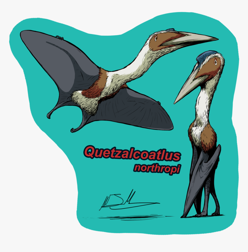 Pterodactyl Transparent Pelican - Quetzalcoatlus, HD Png Download, Free Download