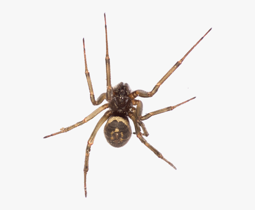 Bed Bug Exterminator Brown Spider In Merced, Ca - Wolf Spider, HD Png Download, Free Download