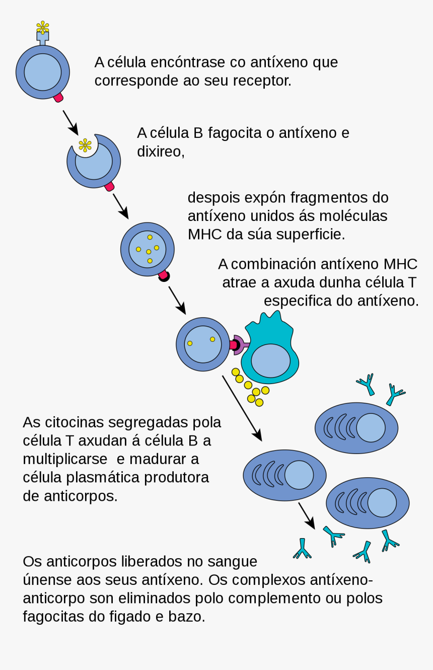 Immune System Fighting Off Disease, HD Png Download, Free Download