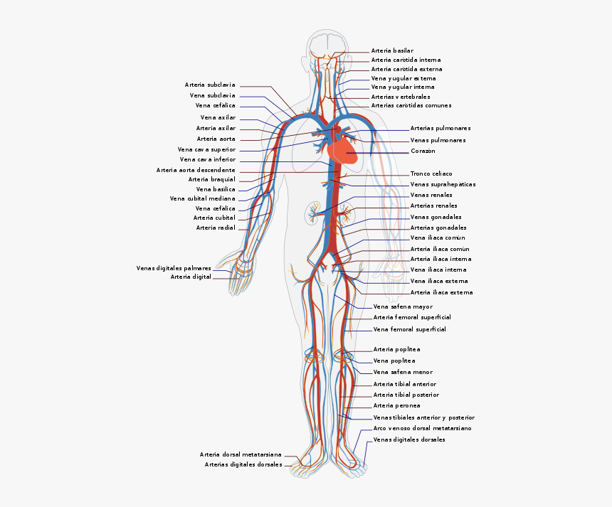 Circulatory System Es - Circulatory System Diagram, HD Png Download, Free Download