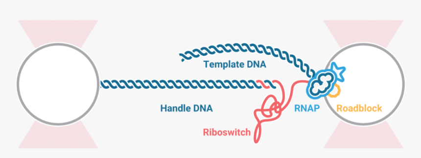 Co-translational Step Optical Tweezers Fluorescence - Graphic Design, HD Png Download, Free Download