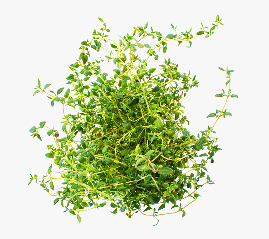 Thyme Png, Transparent Png, Free Download