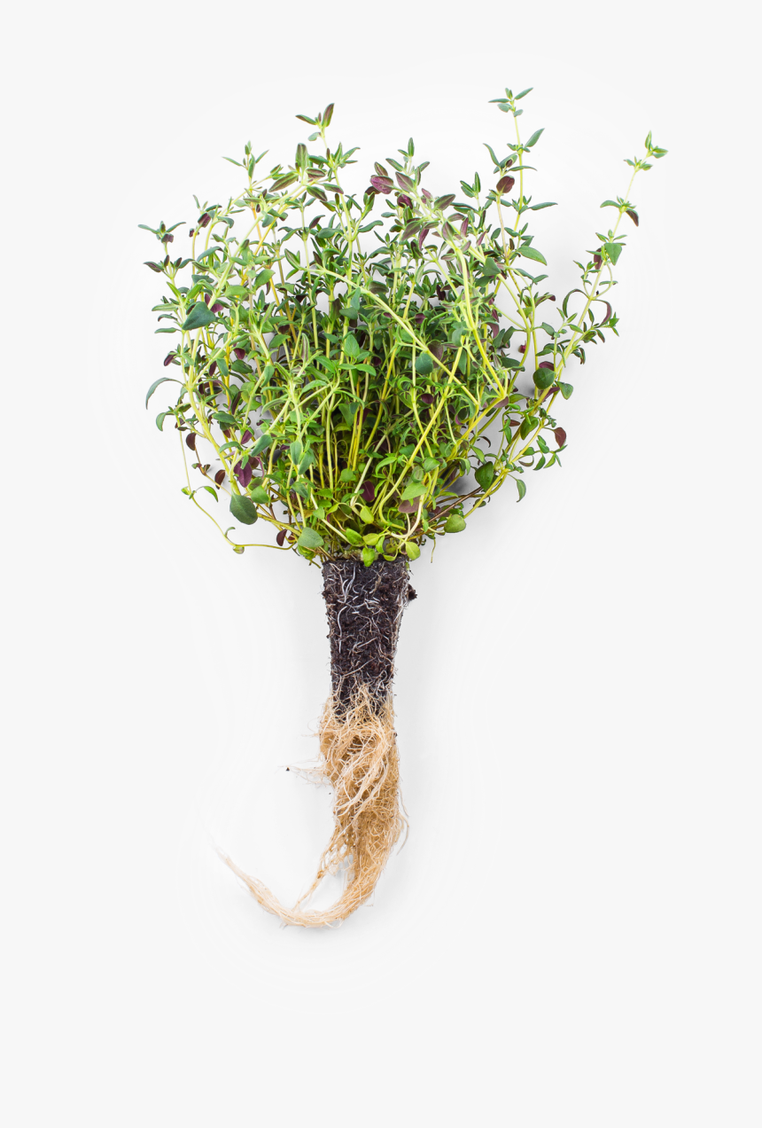 Thyme - Grass, HD Png Download, Free Download