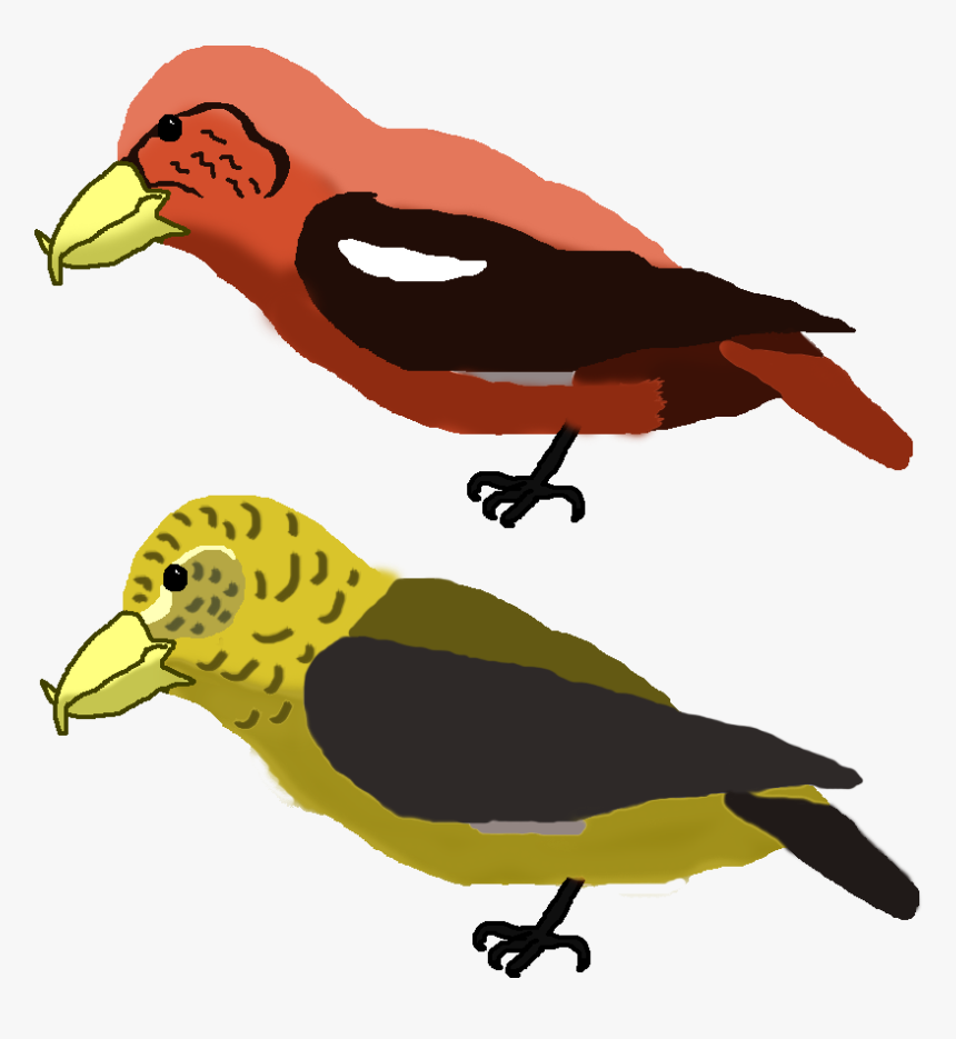 All Birds Wiki Fandom - Perching Bird, HD Png Download, Free Download