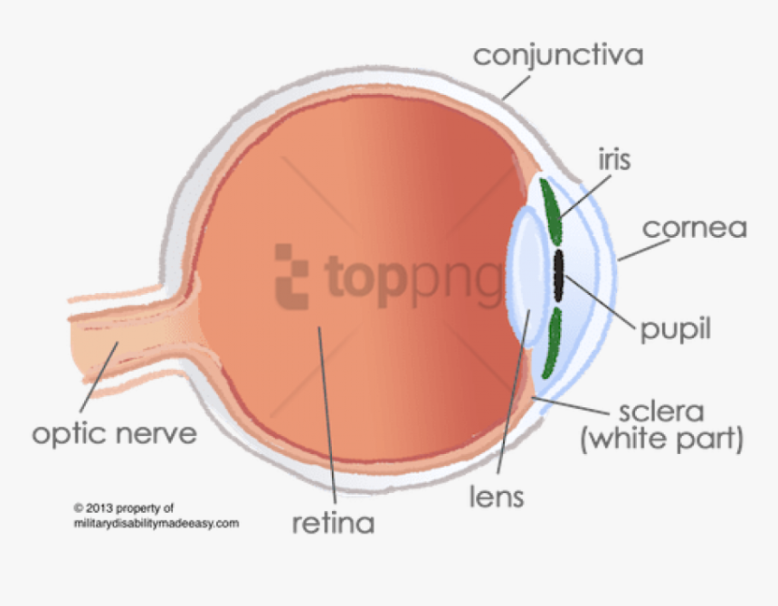 Free Png Conjunctiva In The Eye Png Image With Transparent - Anterior And Posterior Compartment Of The Eye, Png Download, Free Download