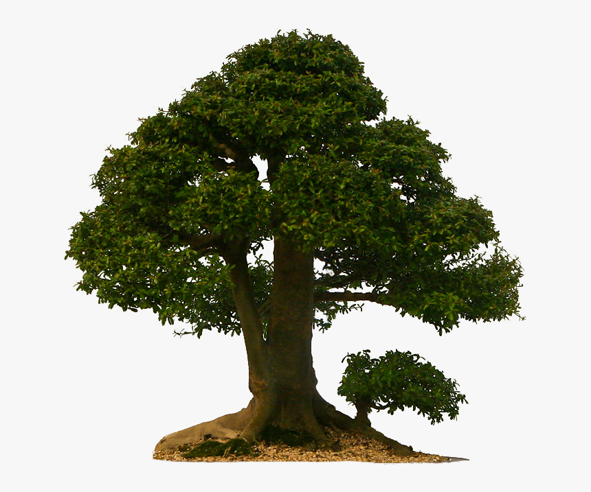 Magic Tree Png, Transparent Png, Free Download